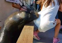 Sư tử biển cắn gấu váy lôi tuột bé gái xuống nước