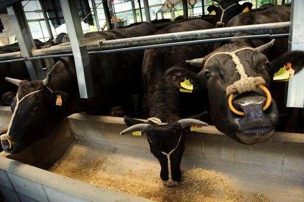Khám phá loại thịt bò ngon nhất thế giới đắt đỏ hơn cả thịt bò Kobe