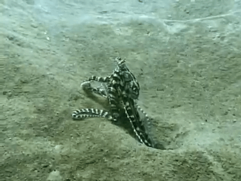 Nguyên mẫu đời thật “cực xịn” của bạch tuộc Hank trong bom tấn Finding Dory