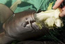 Cá mập “ăn chay” đầu tiên trên thế giới Cá mập “ăn chay” đầu tiên trên thế giới