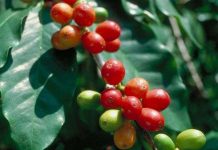 Cây cà phê sắp tuyệt chủng do biến đổi khí hậu