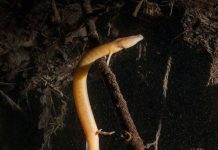 Phát hiện "rồng non" ở hồ sâu hơn 100m dưới lòng đất