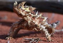 Thằn lằn quỷ gai hút nước từ cát sa mạc