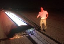 Lao lên đường băng cắn máy bay, cá sấu trả giá đắt Lao lên đường băng cắn máy bay, cá sấu trả giá đắt