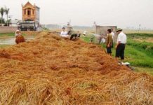 Xử lý ô nhiễm nông thôn bằng chế phẩm sinh học Xử lý ô nhiễm nông thôn bằng chế phẩm sinh học