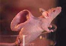 Những đột phá sinh học ấn tượng