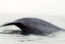 Cá voi xanh xoay 360 độ để săn mồi