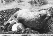 Hải cẩu giao phối với chim cánh cụt