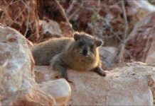 Tại sao thỏ đá thích sống gần người? Tại sao thỏ đá thích sống gần người?