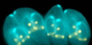 Coi chừng nhiễm kí sinh trùng chết người từ mèo