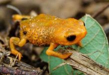 Robot phẫu thuật tim Phát hiện loài ếch mới cực nhỏ có 3 ngón chân