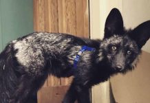 Tìm thấy con cáo đen được xếp vào hạng hiếm có khó tìm trên thế giới