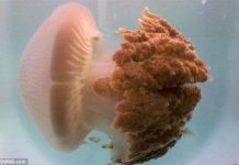 Sứa hồng khổng lồ bí ẩn tái xuất sau hơn 100 năm Sứa hồng khổng lồ bí ẩn tái xuất sau hơn 100 năm