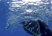 "Rồng lửa" dưới đáy đại dương