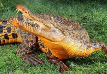 Cá sấu da cam Cá sấu da cam
