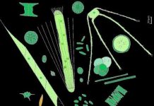 Tầm quan trọng của sinh vật đại dương Tầm quan trọng của sinh vật đại dương