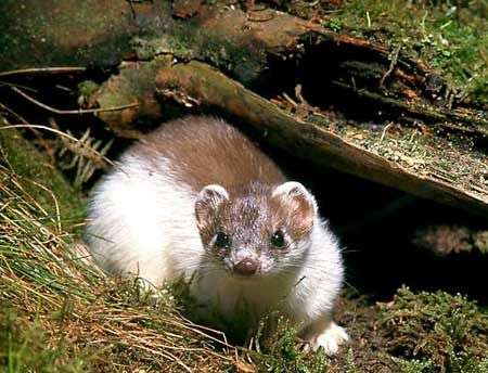 Chồn Ermine