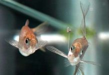 Chiêu “tán tỉnh” có một không hai của cá đuôi kiếm Chiêu "tán tỉnh" có một không hai của cá đuôi kiếm