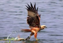 Rắn ranh mãnh cướp cá ngay trong chân đại bàng