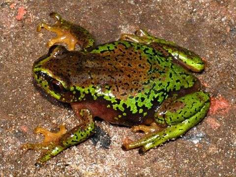 Tìm thấy 5 loại ếch kì dị