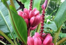 Ngỡ ngàng những giống chuối kì lạ và bí ẩn nhất thế giới Ngỡ ngàng những giống chuối kì lạ và bí ẩn nhất thế giới