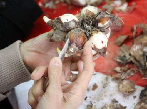 Cách trồng hoa thủy tiên đón Tết cho năm mới an lành