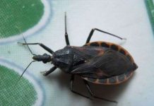 Bọ xít hút máu người liên tục xuất hiện trong nhà dân