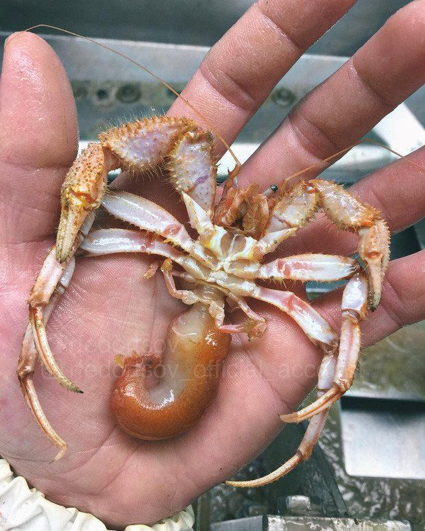 Bộ ảnh “thủy quái” mới nhất của ngư dân Nga khiến cư dân mạng tái mặt