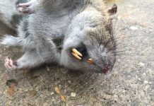 Anh tính thả chuột biến đổi gene để đối phó đại dịch chuột