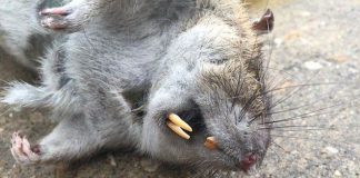 Anh tính thả chuột biến đổi gene để đối phó đại dịch chuột