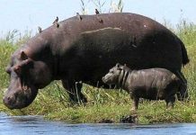 Phát hiện mới về vóc dáng của loài động vật có vú