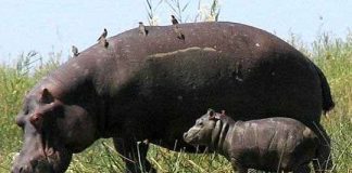 Phát hiện mới về vóc dáng của loài động vật có vú