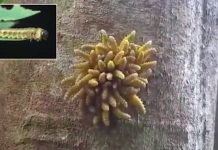 Ấu trùng nằm rúc vào nhau thành búi lớn để tự vệ