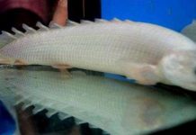 Áo giáp vảy cá rồng Áo giáp vảy cá rồng