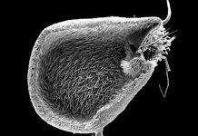 Phát hiện loài cây ăn thịt mới