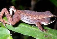 Tanzania phát hiện cóc rừng hiếm nhất thế giới