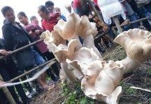 "Nấm vua" cao gần một mét ở Trung Quốc
