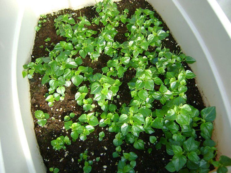 C3JbTd_539811_chamecuacon_cach-trong-va-cham-soc-rau-cang-cua-tai-nha-vo-cung-don-gian_cach-trong-va-cham-soc-rau-cang-cua-tai-nha-vo-cung-don-gian