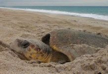 Rùa biển tìm nơi đẻ trứng thế nào?