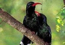 Chim biết động viên đồng loại