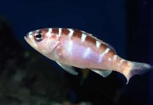 Loài cá thay đổi giới tính 20 lần một ngày