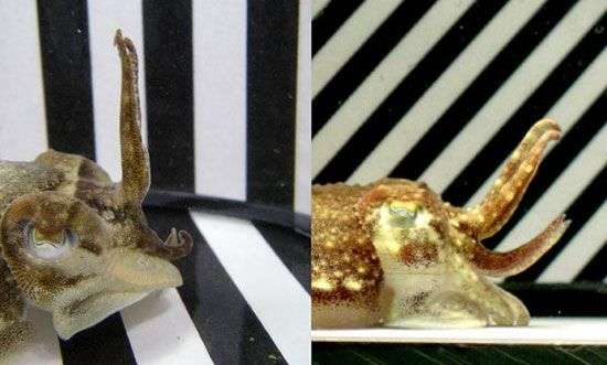 Khám phá tài năng biến hình của cá mực