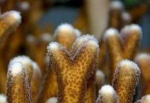 Vì sao các rặng san hô trên thế giới đang dần biến mất