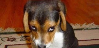 Loài chó tránh bị con người trút giận như thế nào?