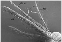 Phát hiện mới về khứu giác của muỗi Anopheles