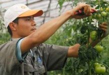 Bón phân hỗn hợp cho cà chua