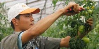 Bón phân hỗn hợp cho cà chua