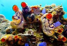 Phát hiện hàng trăm sinh vật kỳ lạ dưới đáy biển Philippines Phát hiện hàng trăm sinh vật kỳ lạ dưới đáy biển Philippines