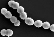 Vi khuẩn "ăn thịt người" tấn công hơn 500 người ở Nhật Bản