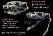 Rắn ăn bằng cách nén con mồi